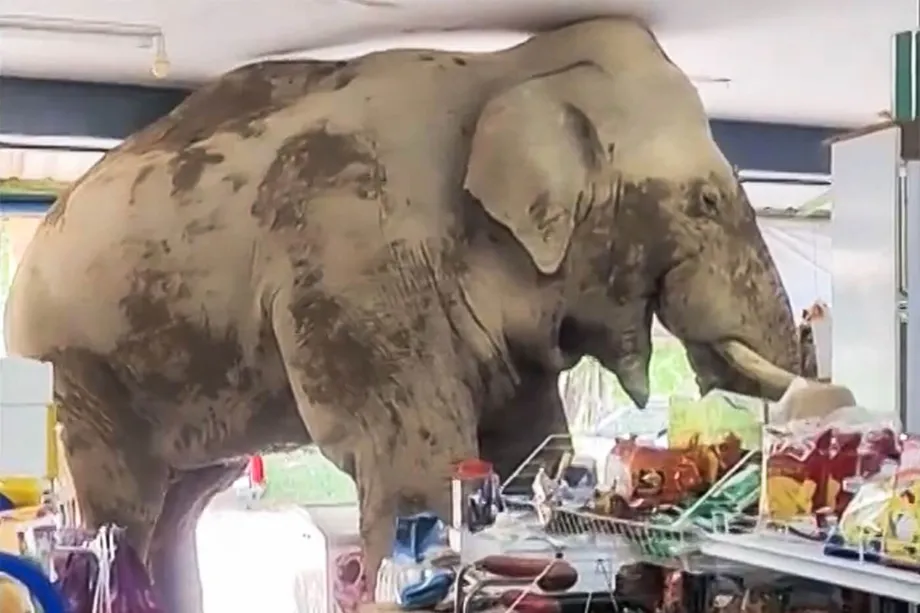 Hungriger Elefant plündert Lebensmittelgeschäft in Thailand