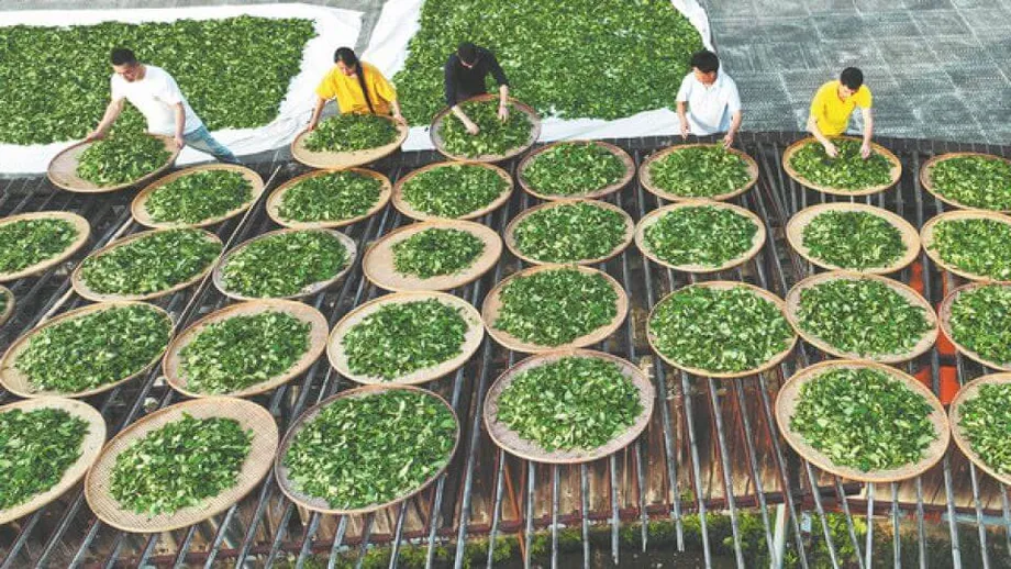 Wuyi-Felsentee: Tradition, Innovation und das bleibende Erbe von Chinas Oolong-Schatz