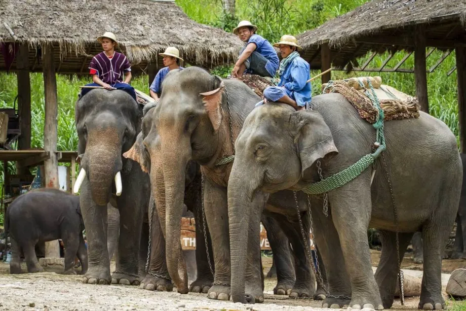 Thailands Elefantencamps am Scheideweg: Neuausrichtung, Ethik und Überleben in einer Welt nach der Pandemie