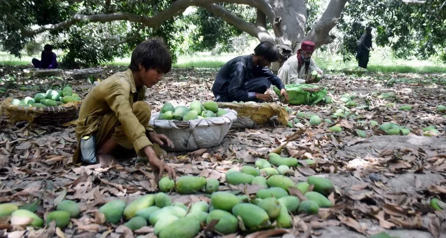 The curious case of mango production in Sindh - Pakistan - DAWN.COM