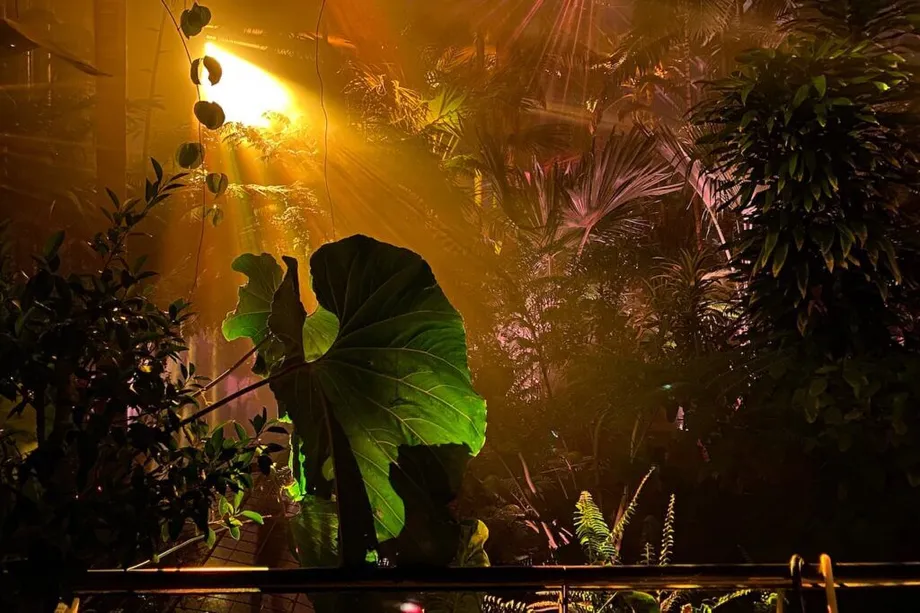 [京都府立植物園]で幻想的なアートナイトイベント 『LIGH…