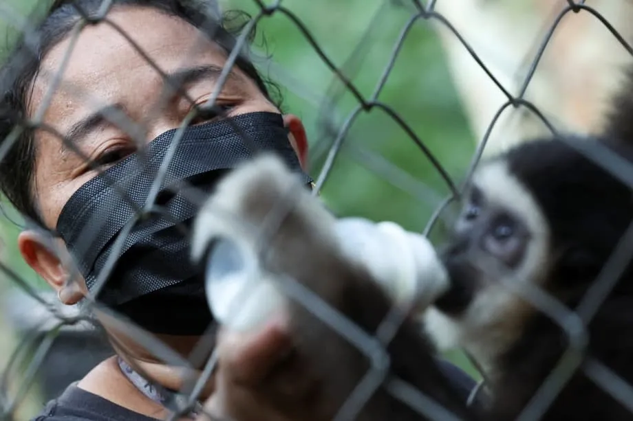 Grenzen überwinden: Rangerinnen aus Malaysias indigener Bevölkerung führen den Kampf zum Schutz bedrohter Gibbons an