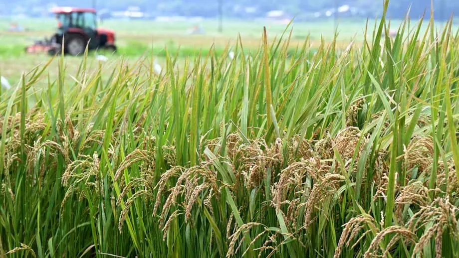 Japan vollzieht Kurswechsel in der Reispolitik: Eine neue Ära für Ernährungssicherheit und Landwirte