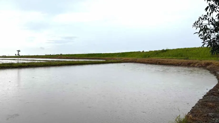 Toshiba bringt hochmoderne Wettervorhersagen zu Malaysias Reisbauern: ein Schritt hin zu intelligenter, klimaresilienter Landwirtschaft