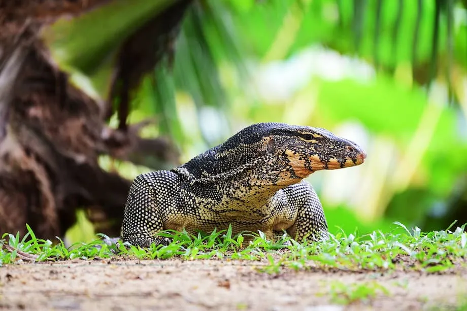 Bangkok genehmigt kommerzielle Zucht von Bindenwaranen: wirtschaftliche Chancen und Herausforderungen für den Artenschutz