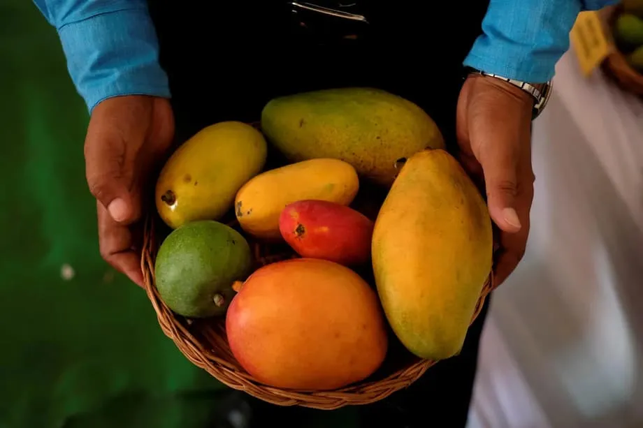 Indische Mangos und Diabetes: Neue klinische Studien stellen alte Annahmen infrage