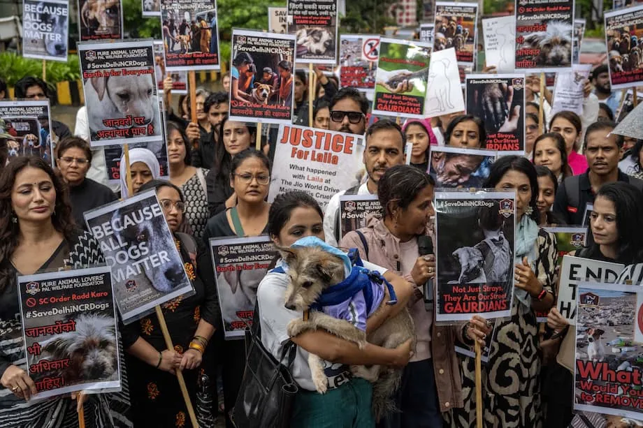 Indiens Oberster Gerichtshof ändert Anordnung zu streunenden Hunden nach öffentlicher Empörung: Sicherheit, Mitgefühl und praktische Umsetzbarkeit im Ausgleich