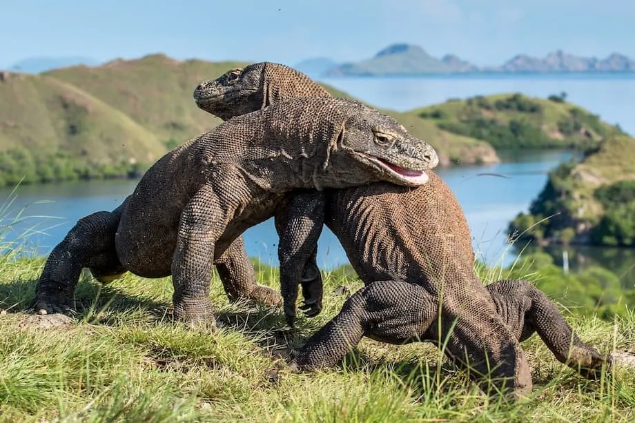 Luxusvillen im Komodo-Nationalpark: Entwicklungspläne lösen heftigen Widerstand und eine weltweite Debatte aus