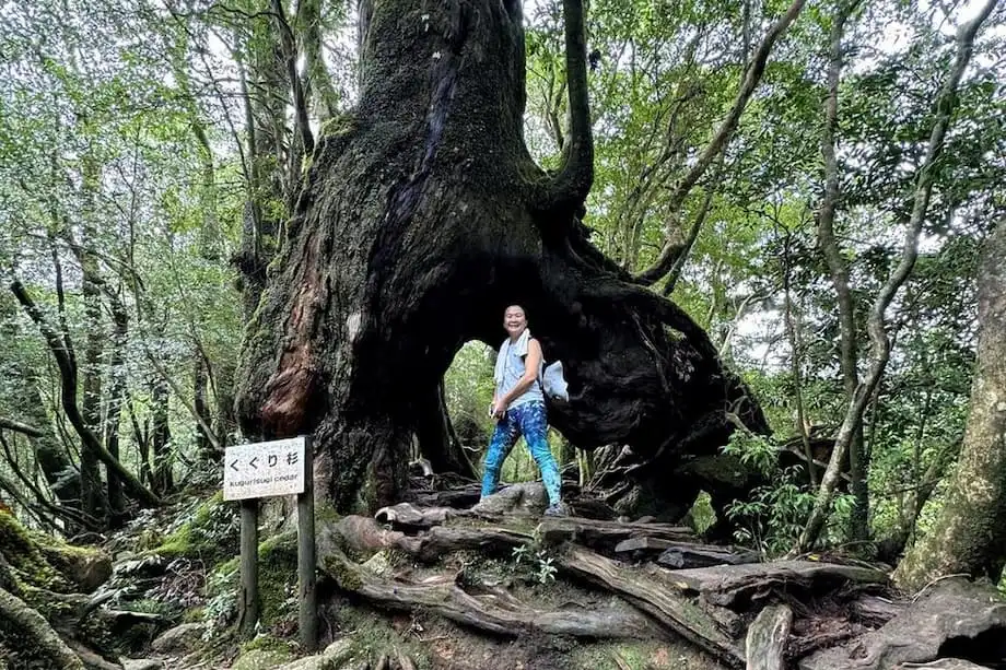 Yakushima: Die uralte Waldinsel, die Prinzessin Mononoke inspirierte