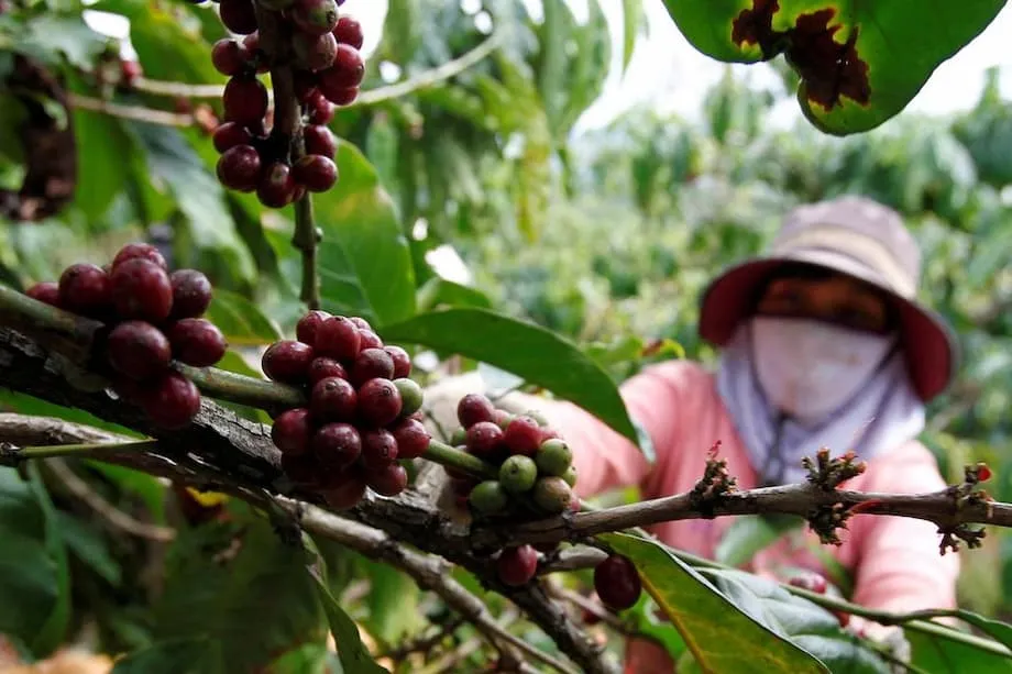 Vietnams Kaffeeindustrie gewinnt angesichts steigender Preise und veränderter Märkte weltweit an Bedeutung
