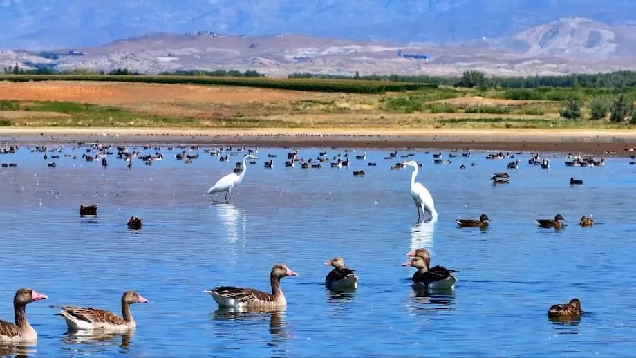 Zugvögel machen das Aweitan-Reservoir in Xinjiang zu einem Refugium der Artenvielfalt