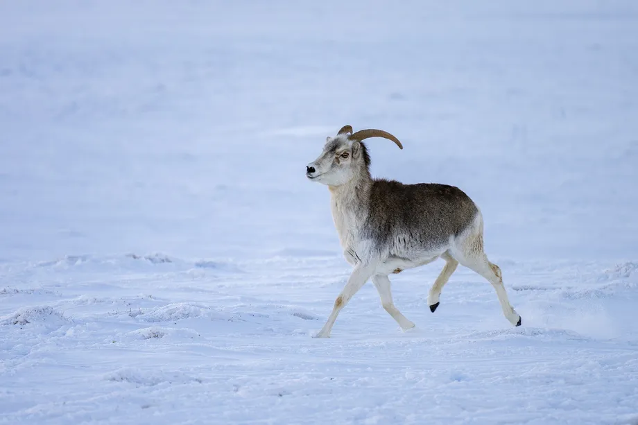 Im Pamir-Gebirge bündeln China und Tadschikistan ihre Kräfte, um Wildtiere zu schützen und Wanderkorridore wiederherzustellen
