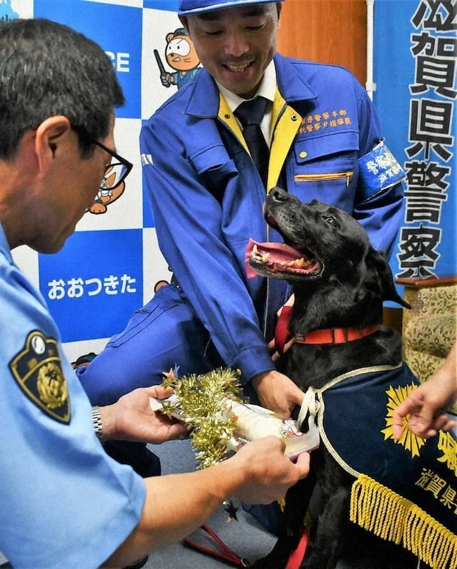 Labrador für Hilfe bei der Suche nach vermisster älterer Frau in Ōtsu geehrt