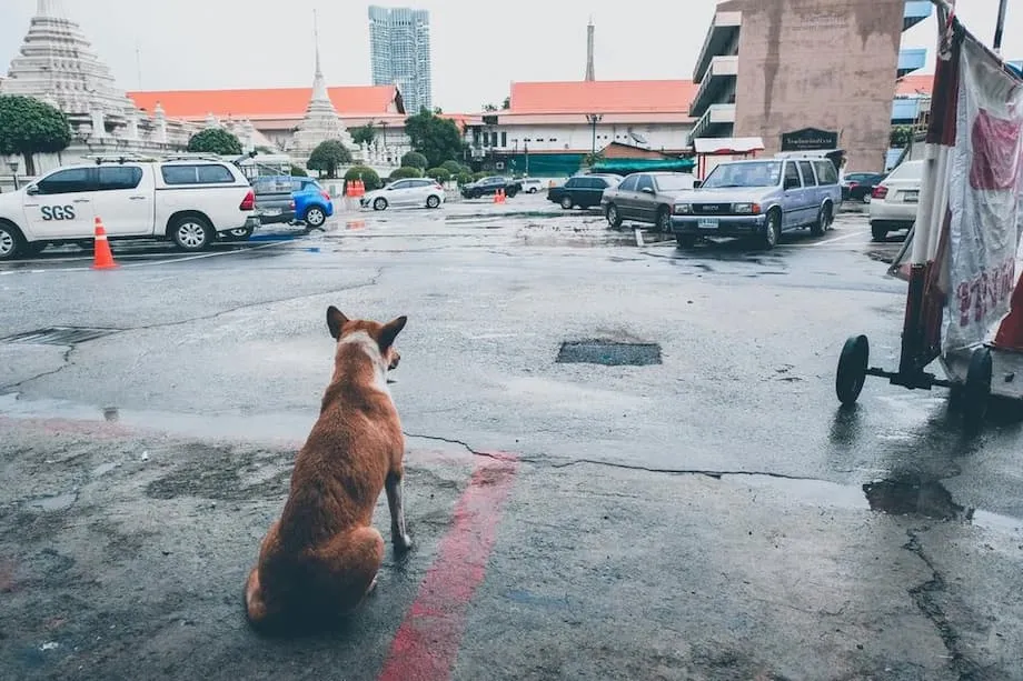 Bangkok richtet Tollwut-Epidemiezonen ein und verhängt 30-tägiges Verbot für Tiertransporte