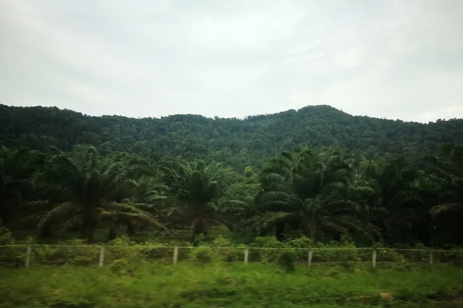 Indonesien beschlagnahmt bei umfassendem Vorgehen illegale Palmölplantagen und Teile von Nickelminen