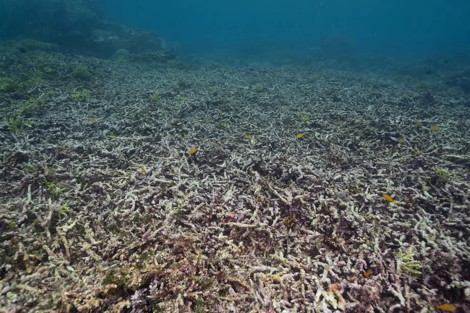 Bergbau auf Gag Island in Raja Ampat wird trotz wachsender Sorge um Schäden an den Korallenriffen wieder aufgenommen