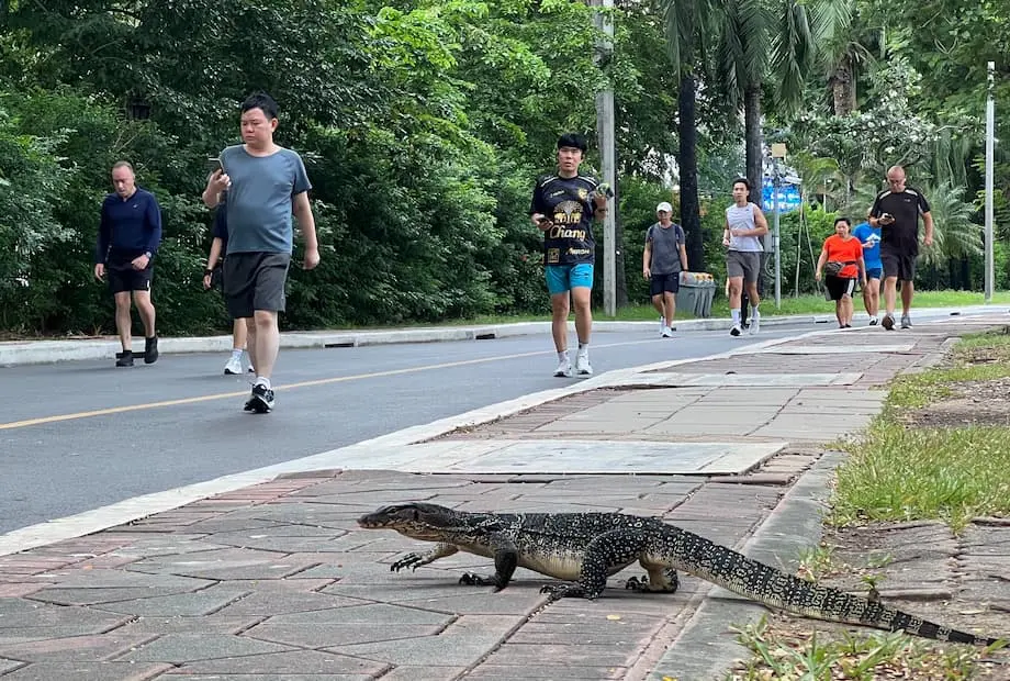 Bangkok erlebt Boom bei Bindenwaranen in Stadtparks