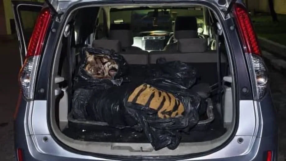 Tötung eines Tigers in Johor führt zu Festnahmen, landesweiter Empörung und verstärktem Vorgehen gegen den Schmuggel