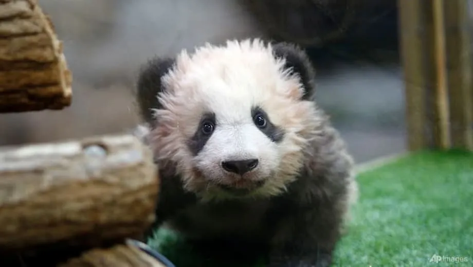 Zoo Beauval bringt die Pandas Huan Huan und Yuan Zi nach Diagnose eines Nierenversagens nach China zurück