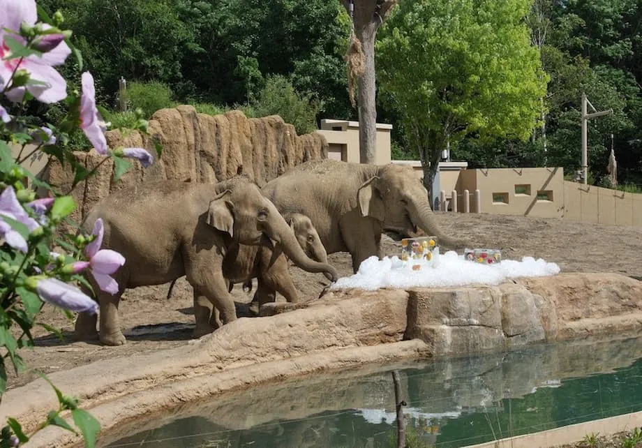 Obstspenden sichern die Versorgung der Tiere im Sapporo Maruyama Zoo trotz steigender Kosten