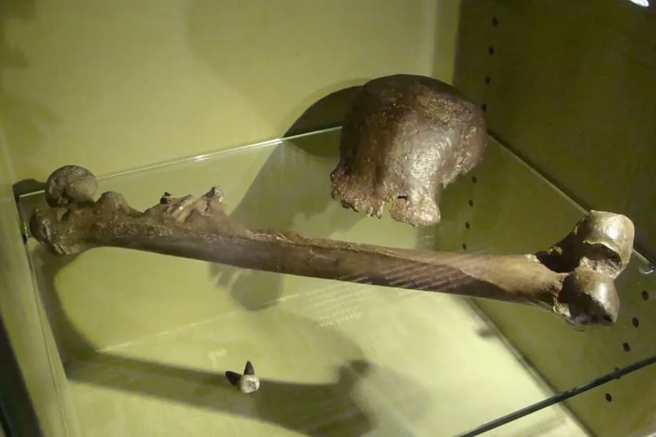 Niederlande geben Java-Mensch-Fossilien an Indonesien zurück