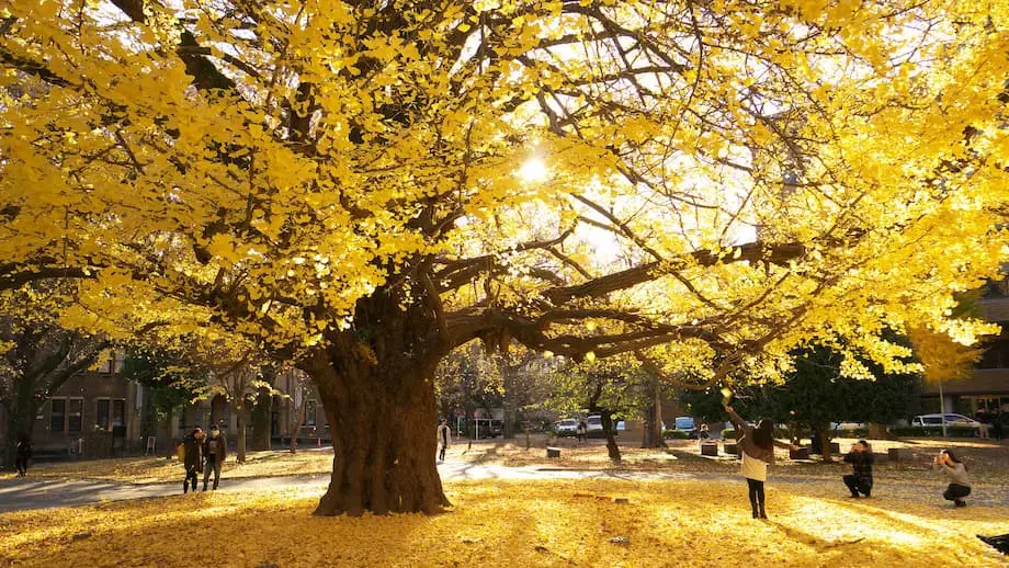 Japan veröffentlicht Herbstlaub-Prognose für 2025