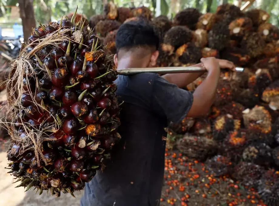 Indonesiens Palmölexporte steigen um 35 Prozent: Höhere Preise und Biodieselpolitik verändern den Handel