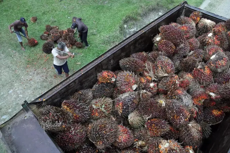 China verlangt angesichts steigender Nachfrage garantierte Palmöllieferungen aus Indonesien, während Jakarta B50 anstrebt