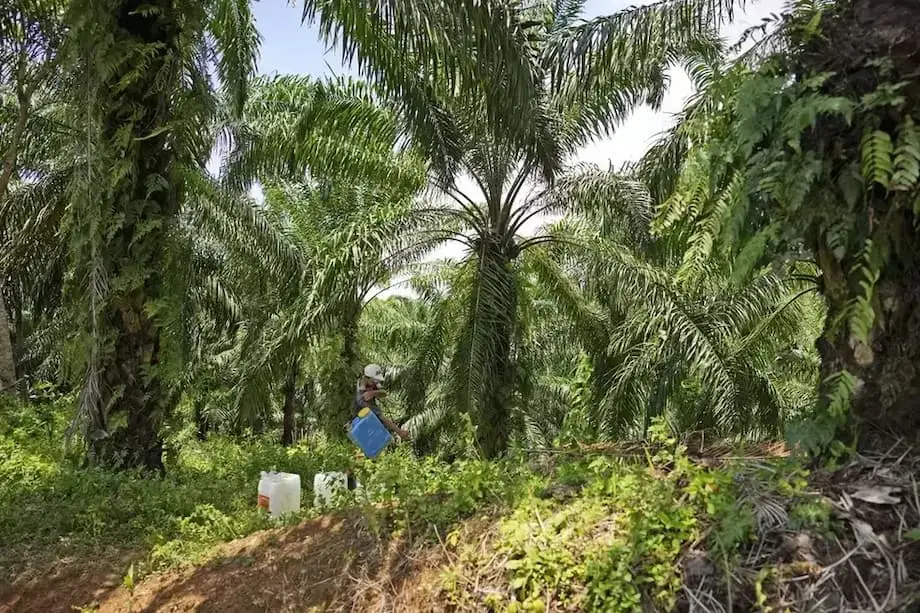 Indonesien überträgt 1,8 Millionen Hektar beschlagnahmter Palmölplantagen an Staatsunternehmen