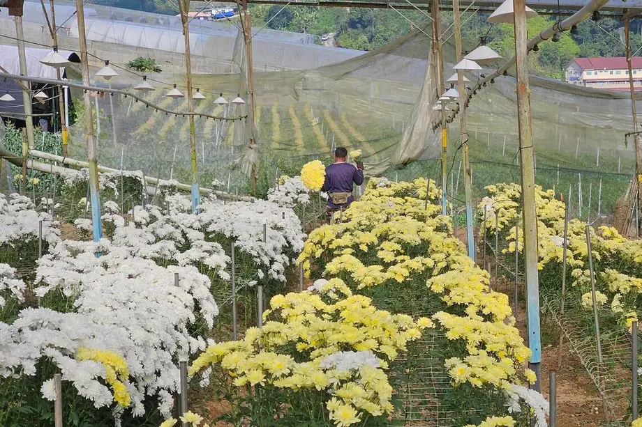Malaysias Blumenanbau unter Druck: Arbeitskräftemangel und günstigere Importe setzen einst florierendem Geschäft zu