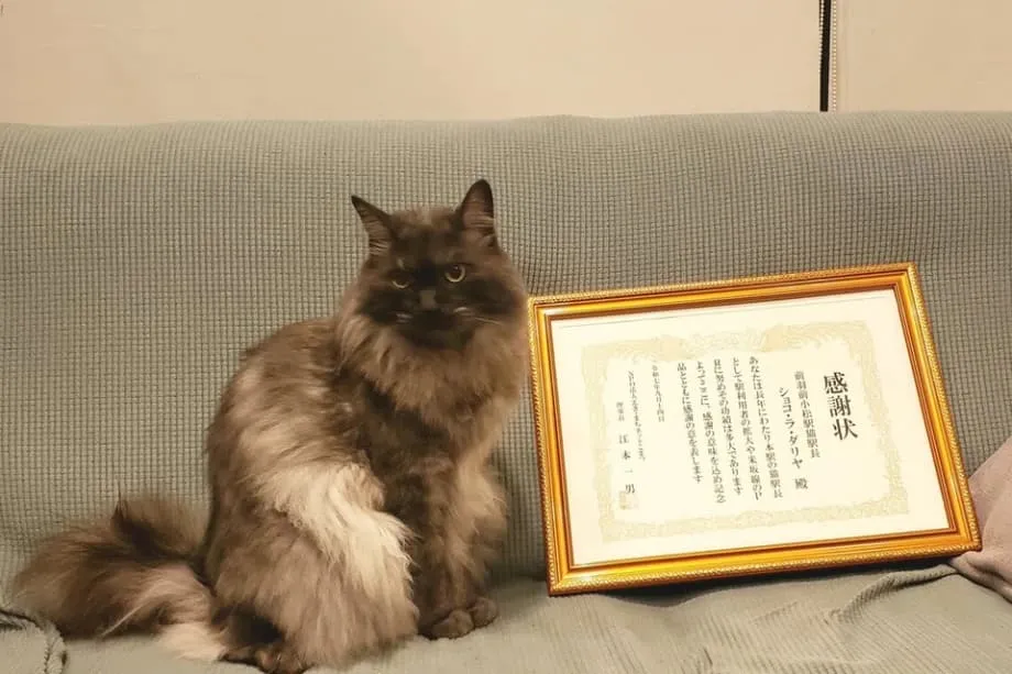 Kater Chocolat tritt nach Jahren voller Freude als Bahnhofsvorsteher in Yamagata in den Ruhestand