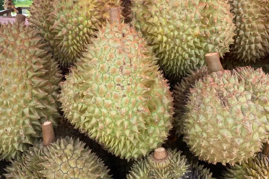 Indonesien strebt direkten Durian-Export nach China an, Kühlkette und Hygiene im Fokus