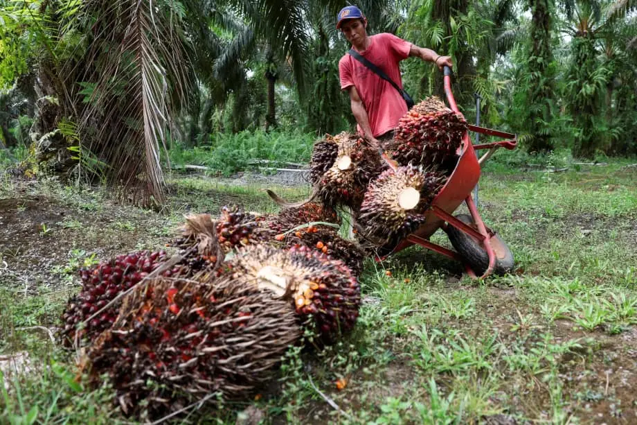 Militärische Übernahme von Palmölplantagen in Indonesien erschüttert globale Lieferketten