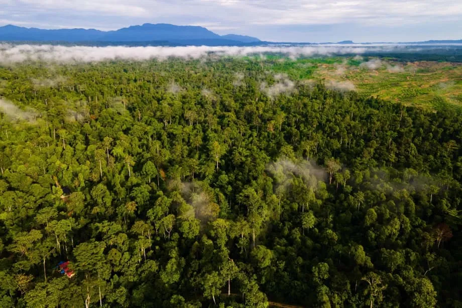 Indonesien und die Tropical Forests Forever Facility auf der COP30