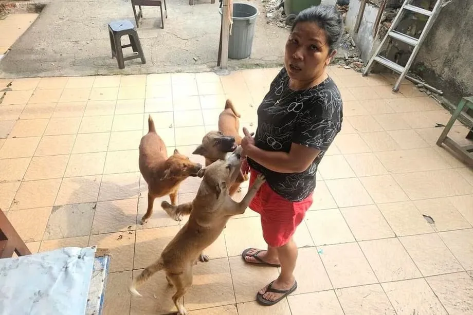 Jakarta will den Verkauf von Hunde- und Katzenfleisch verbieten – Gesundheits- und Tierschutzbedenken nehmen zu