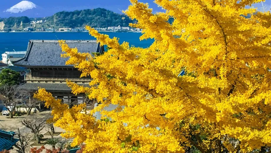 Kamakura im Herbst: Von Tempel zu Tempel zwischen scharlachroten Ahornbäumen und goldenen Ginkgos