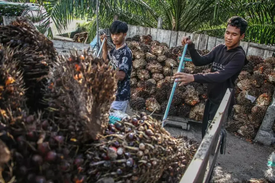 Zollsenkungen treffen indonesisches Palmöl auf die Probe beim Entwaldungsschutz