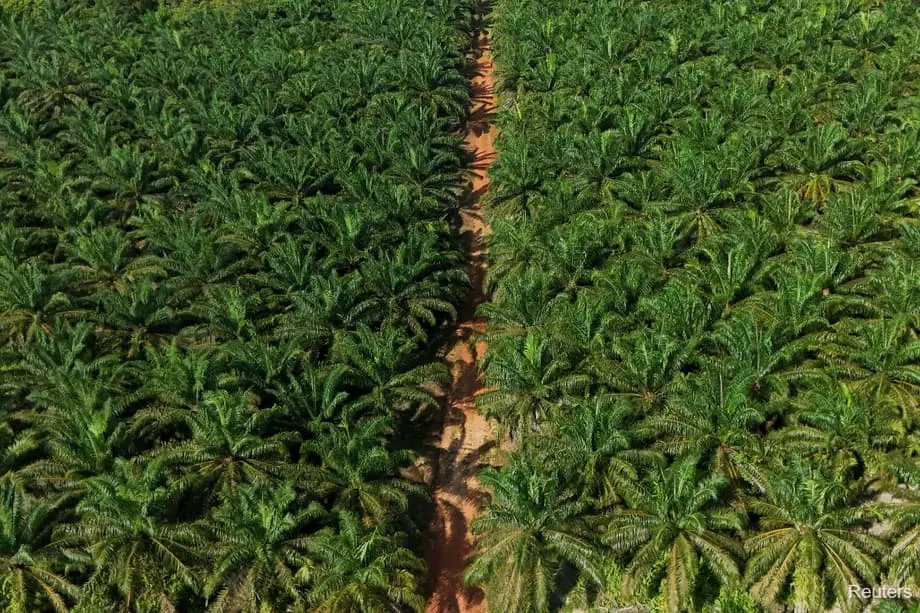 Indonesien will angesichts des Biokraftstoffausbaus 600.000 Hektar neue Ölpalmenplantagen anlegen