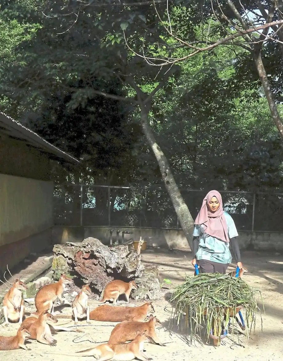 Freiwillige leisten mit dem KeeperKu-Programm einen wichtigen Beitrag im Zoo Negara