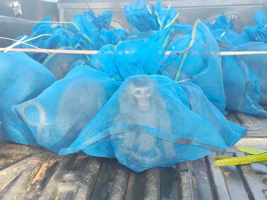 Thailändische Ranger retten bei koordinierten Einsätzen nahe der kambodschanischen Grenze 143 Affen