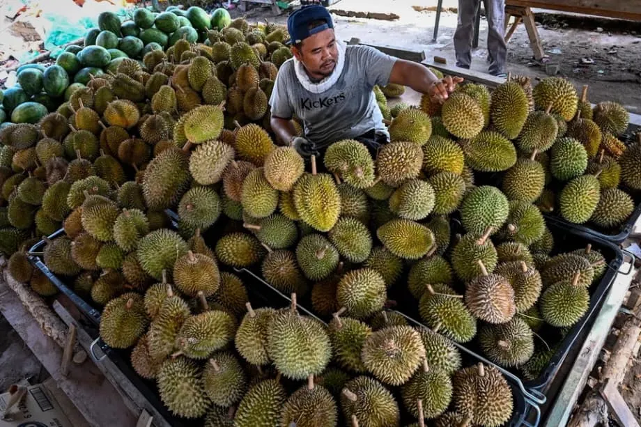 Die Durian-Ehre steht auf dem Spiel: Indonesien und Malaysia streiten um den Status als Nationalfrucht