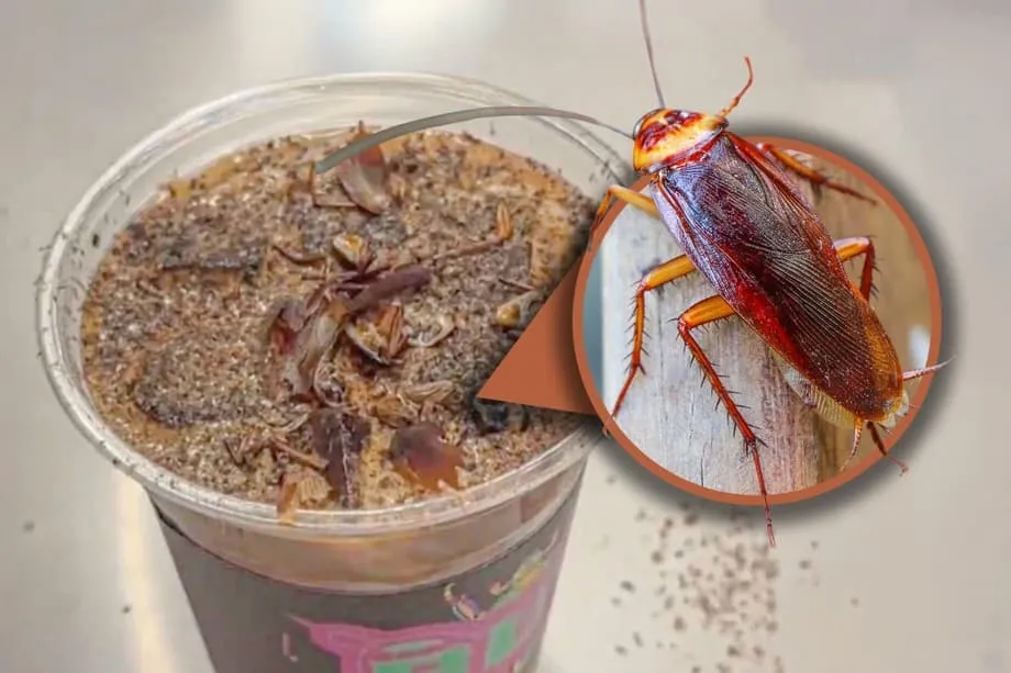 Kakerlakenkaffee in Peking: Ein Blick auf den viralen Insektenmuseum-Trunk