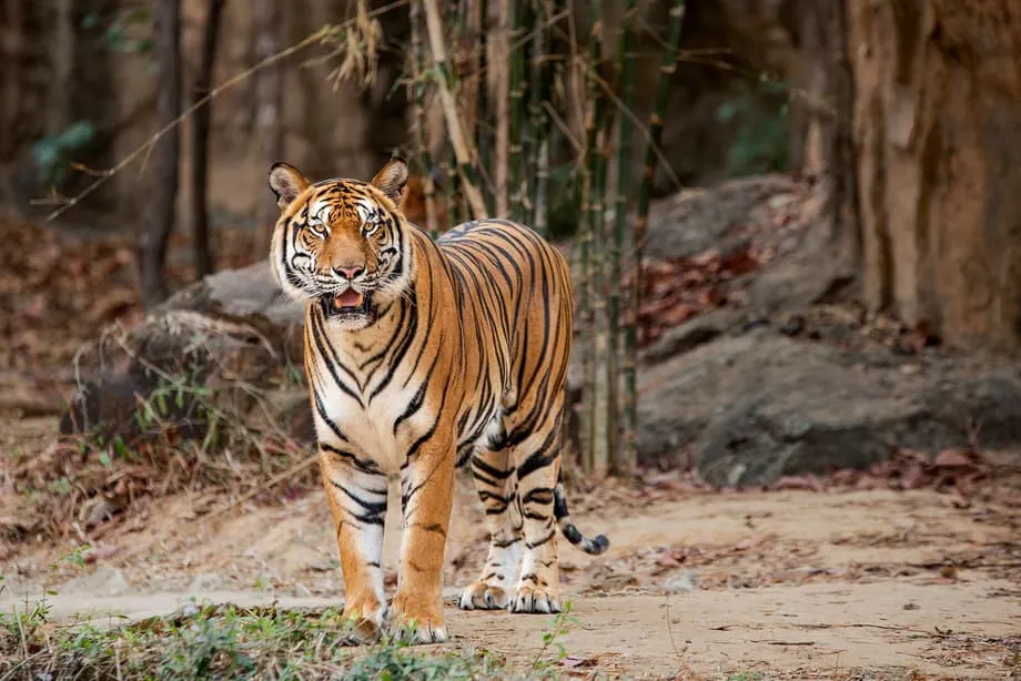 GPS-Halsbänder machen Beutemangel und genetische Risiken für Thailands letzte Indochinesische Tiger sichtbar