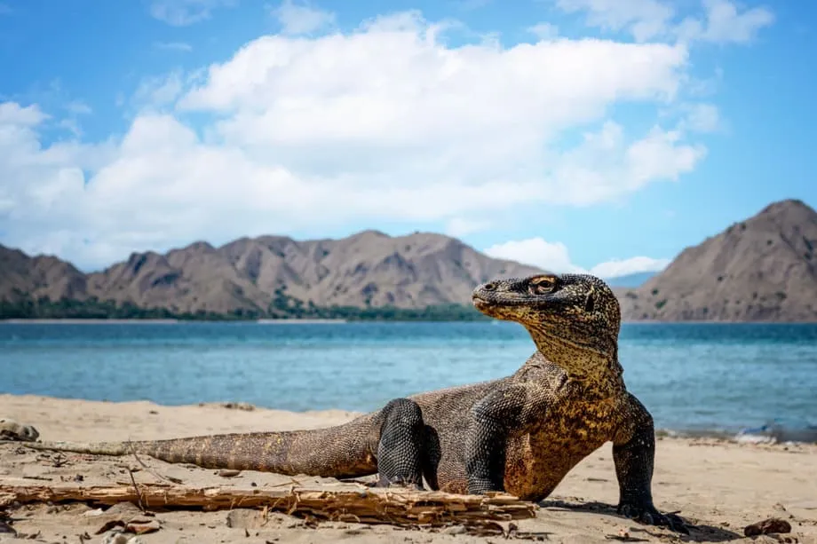 Neue Direktfähre von Bali nach Komodo eröffnet Zugang zu Rundreisen durch den Archipel