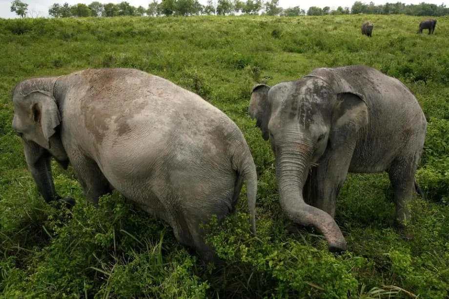 Indonesien verstärkt Patrouillen in Nationalpark auf Sumatra nach Angriff auf Einsatzleitung