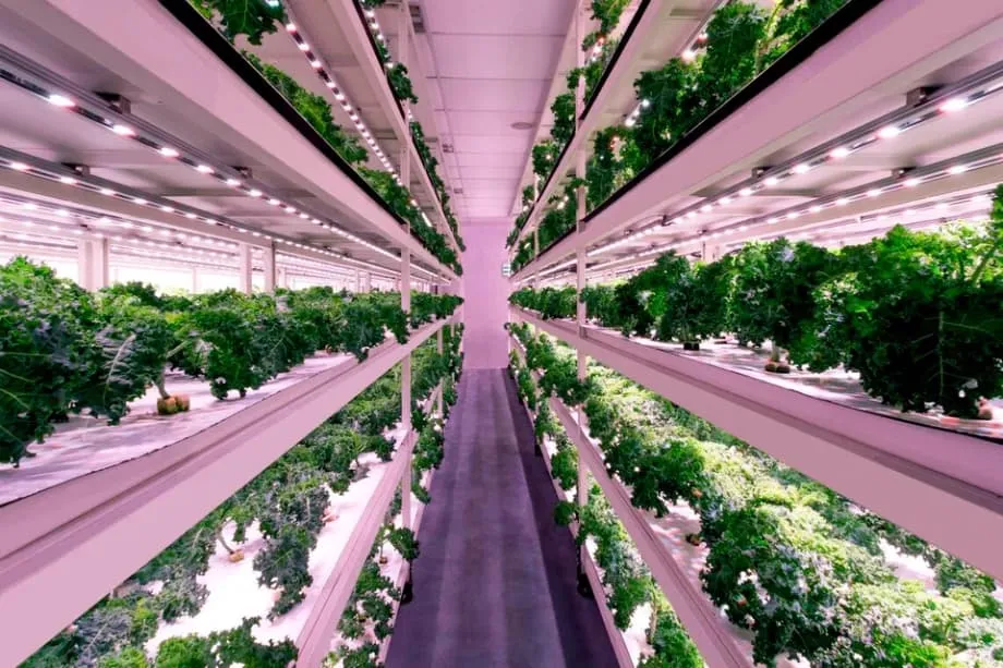 Singapur richtet seine Ernährungssicherheitsstrategie neu aus: Bis 2035 sollen 20 Prozent des Bedarfs an pflanzlichen Lebensmitteln und 30 Prozent des Proteinbedarfs aus lokaler Produktion gedeckt werden