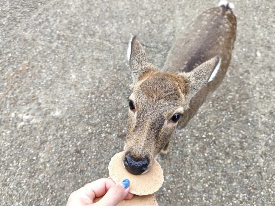 Auswirkungen von Chinas Reisewarnung für Japan auf den Tourismus in Nara