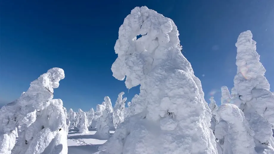 Die Schneemonster am Berg Zao werden immer dünner: Mildere Winter und Insekten bedrohen ein fragiles Naturwunder
