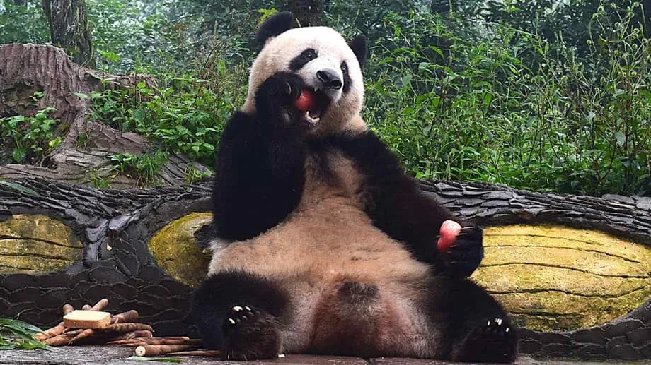Vom Ueno-Star zur Bewohnerin Sichuans: Wie Xiang Xiang in China aufblüht