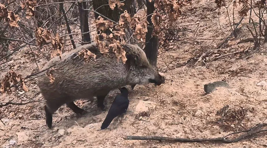 Wildschweine breiten sich im Bukhansan-Nationalpark in Seoul aus